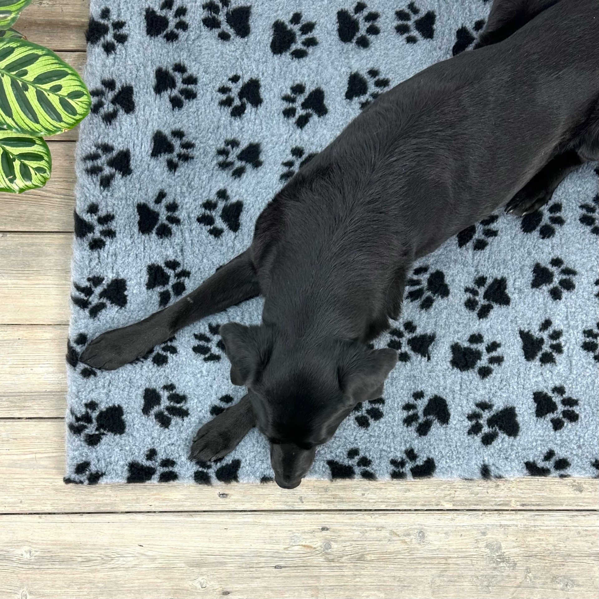 Grey Black Paws high grade Vet Bedding non-slip back bed fleece for pets